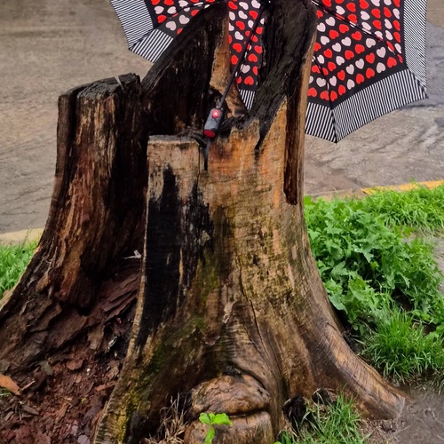 ARBOL QUE NO TUVO AMOR....