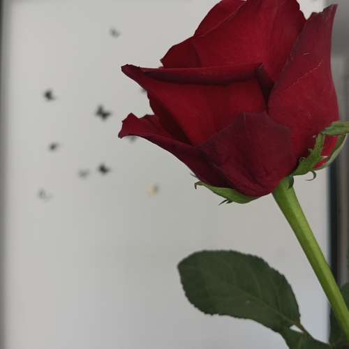 Photo #14185053