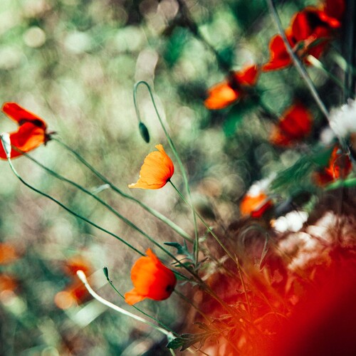 Photo #14186477