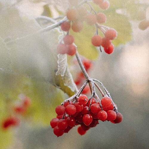 Photo #14186487