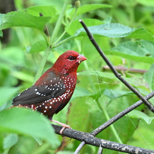 Red avadavat