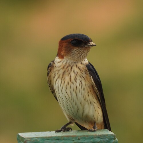 Eastern Red rumped swallow bird