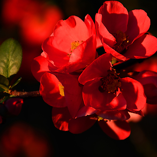 Blossoms 7