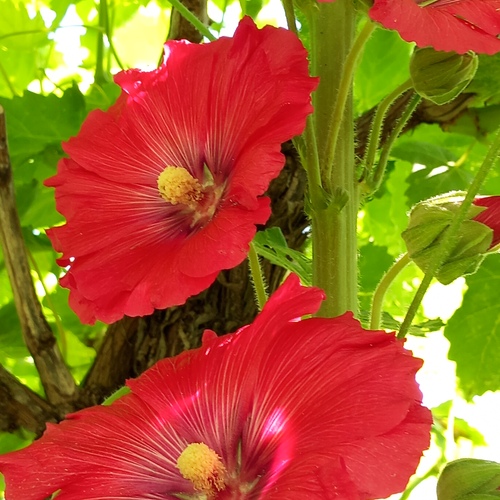 The Ascent of the Hollyhocks