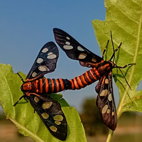 Hidden Wings in the Foliage