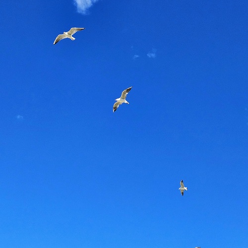 Photo #14193713