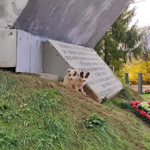 Щенки у мемориала