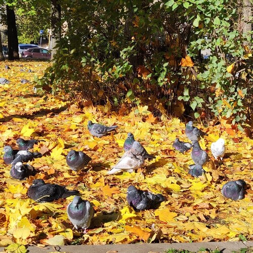 На ковре из жёлтых листьев...