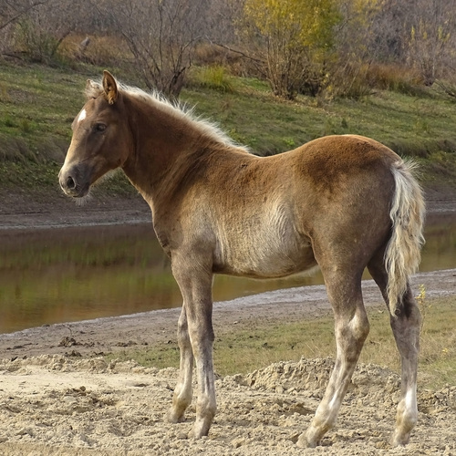 «Осенняя тишина у воды»