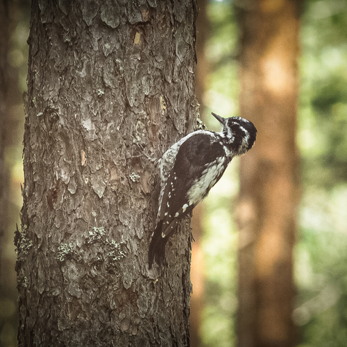 Three-toed Woodpecker on a pine tree