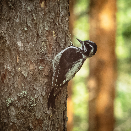 A three-toed woodpecker on a pine tree in a pine forest
