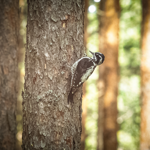 A three-toed woodpecker on one of the pine trees