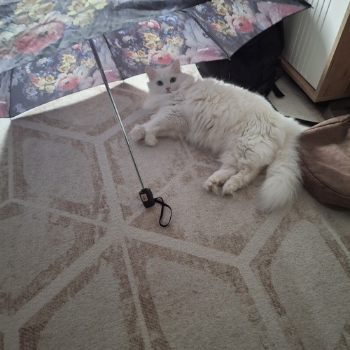 Photo #14194707