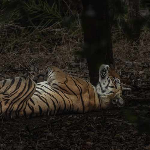 A Sovereign at Rest