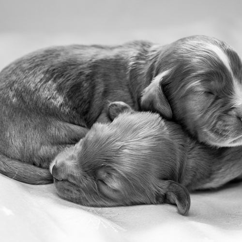 Photo #14195311