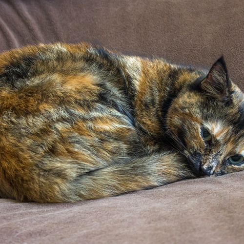 Photo #14196329