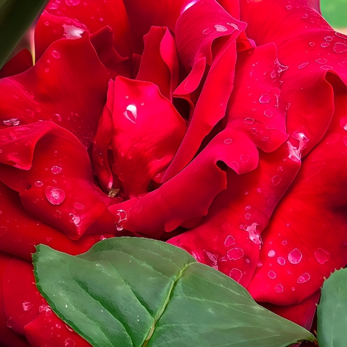 Spiral Rose Galaxy