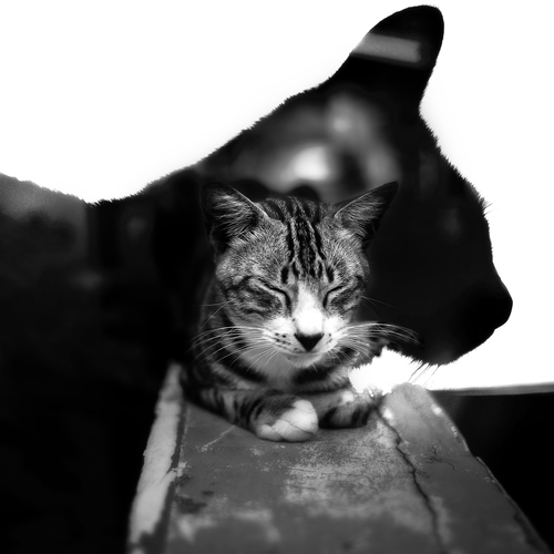 The Cat’s Dreamscape