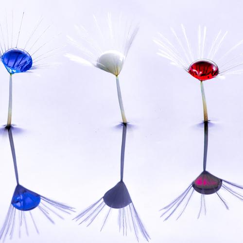 blue-white-red
