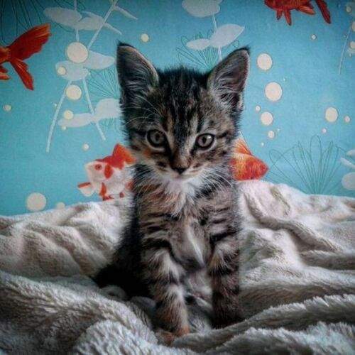 Кошечка по кличке Няма