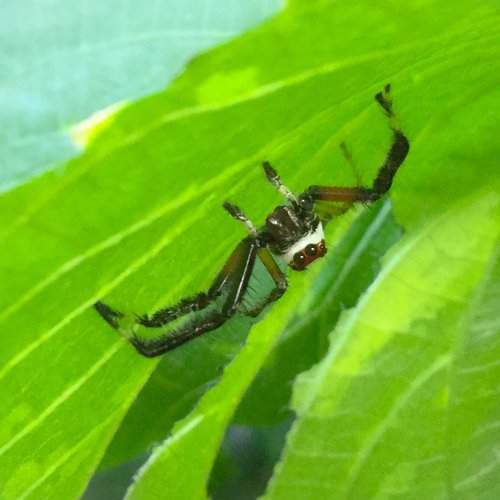 spider