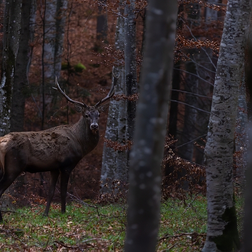 Evening mood in the forest