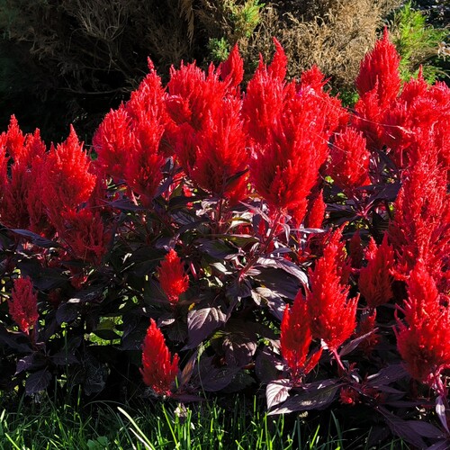 В яркий, солнечный день запечатлена пышная Celosia argentea var. плюмоза