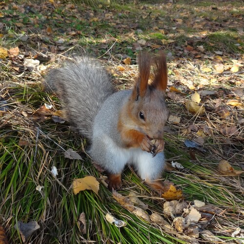 Обыкновенная белка (Sciurus vulgaris), сидящая на земле посреди осеннего лесного пейзажа
