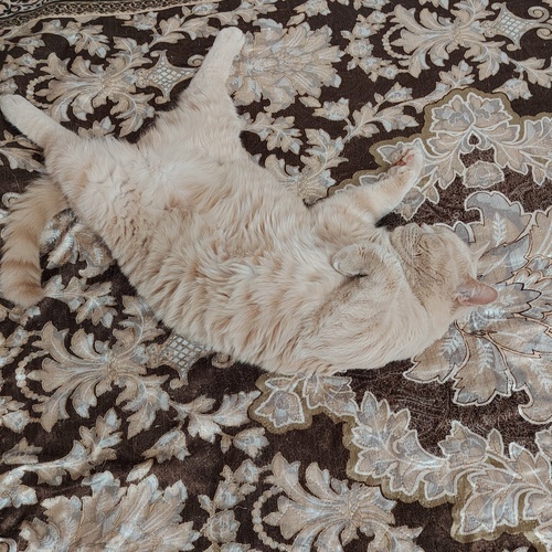 Photo #14203193