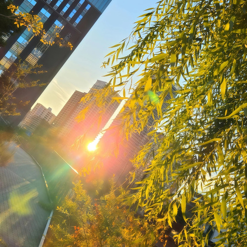 Where Autumn Meets the Sun