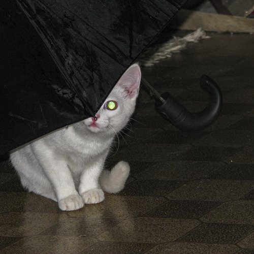 Photo #14208917