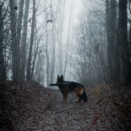 Photo #14209585