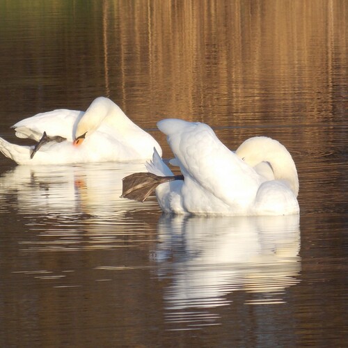 Photo #14209740