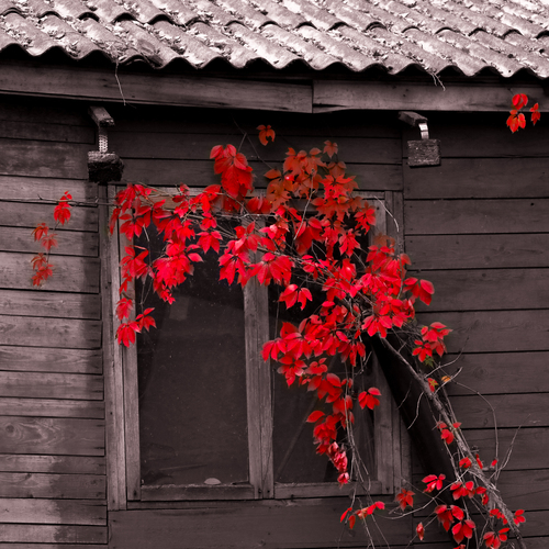 Photo #14215665
