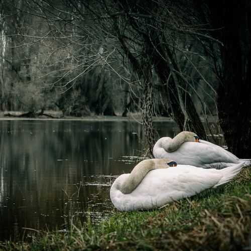 Sleeping Couple