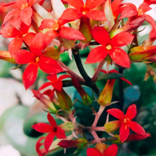 Crimson Whispers in the Green