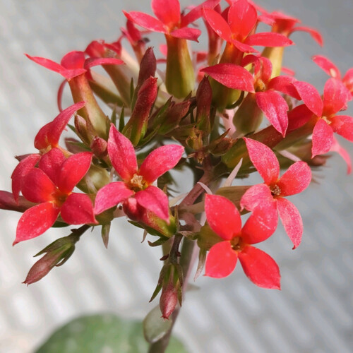 Awakened Crimson on the Threshold of Silence