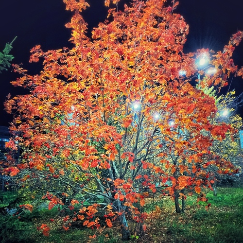 Краски радуют