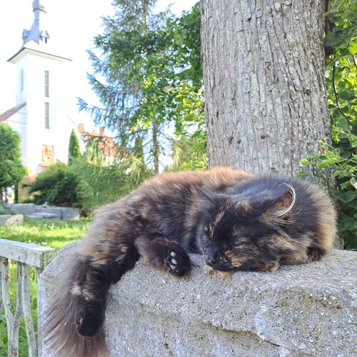 Photo #14220858