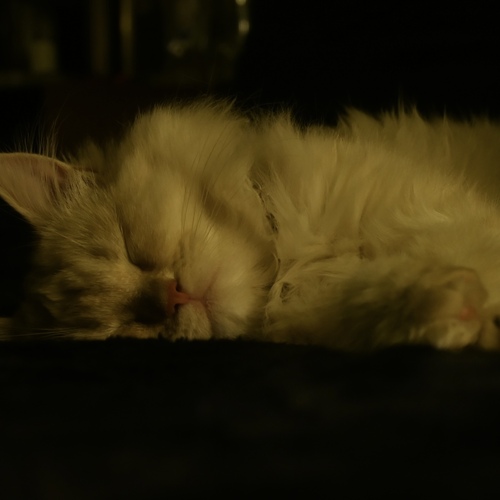 Photo #14221424