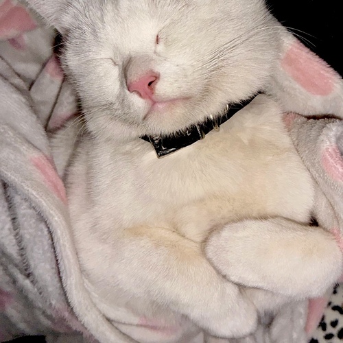 Photo #14221430