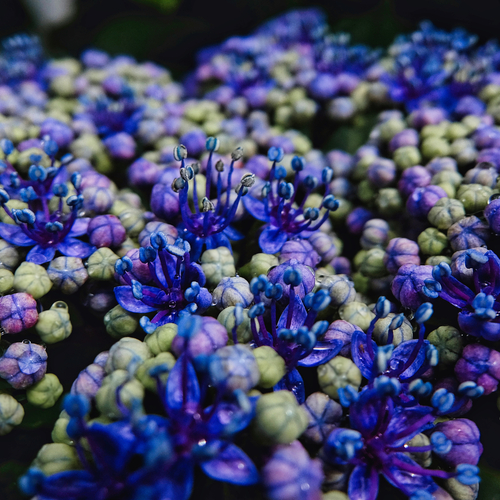Blue in Bloom
