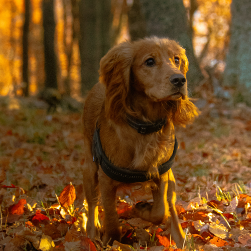 A Little Heart of Autumn