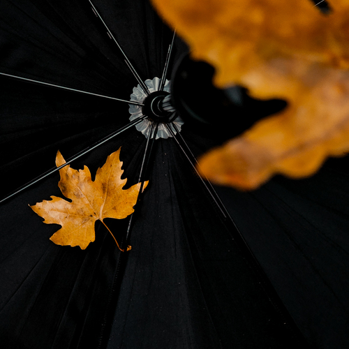 Photo #14224455