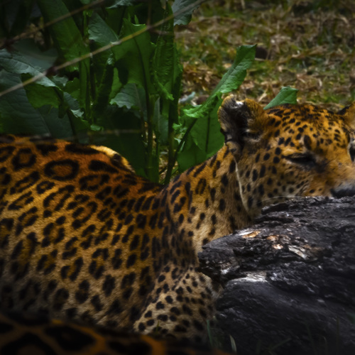 Himalayan Leopard, Jim Corbett National Park