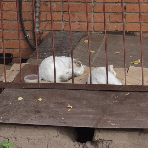 Photo #14224729