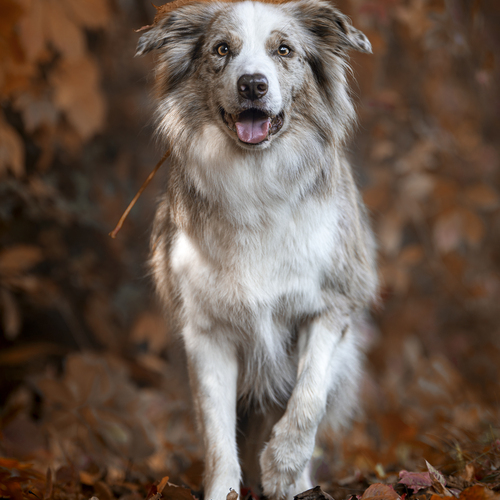 Crowned by Autumn