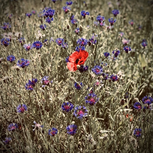 A touch of red