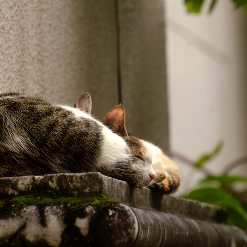 Photo #14229031