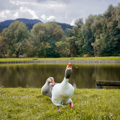 Goose attack